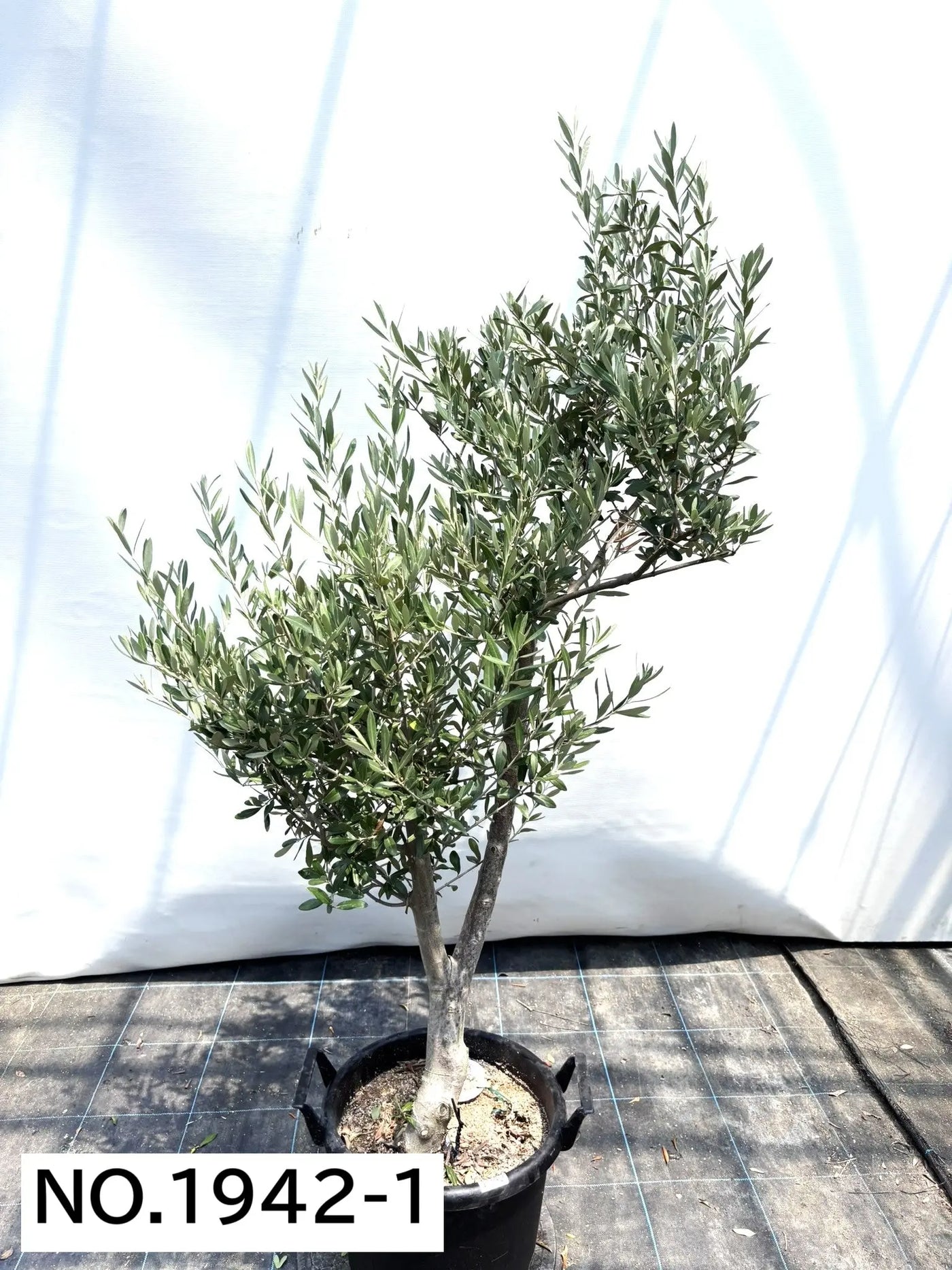 NEW【人気・初心者向き・シンボル向き】シプレシーノ（オリーブの木）〈大型商品〉｜約160cm｜XLサイズ｜No.1942 株式会社鶴亀園