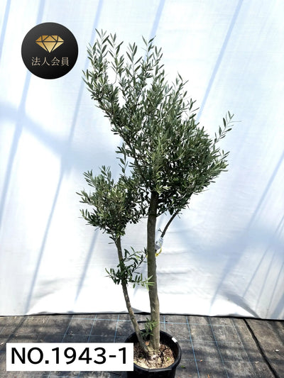 【法人限定】シプレシーノ（オリーブの木） XL｜約200cm｜No.1943｜初心者・シンボルツリー向け 株式会社鶴亀園