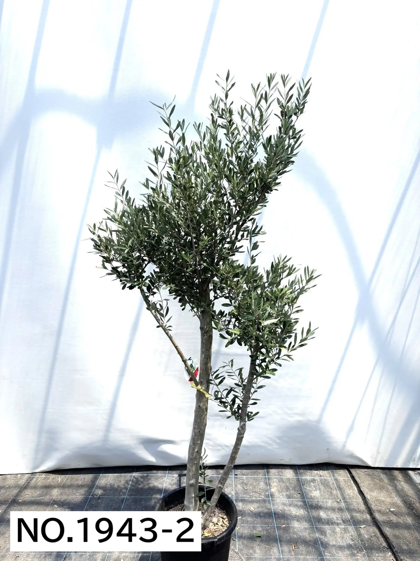 【法人限定】シプレシーノ（オリーブの木） XL｜約200cm｜No.1943｜初心者・シンボルツリー向け 株式会社鶴亀園