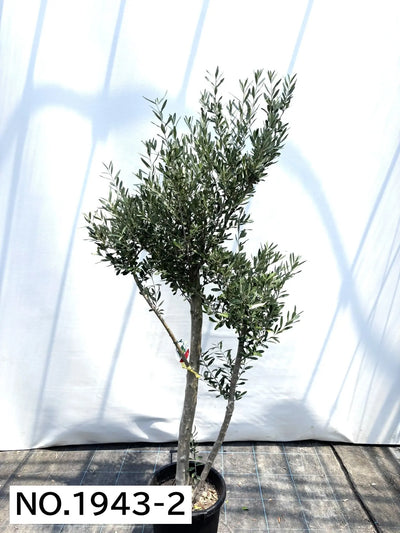 【法人限定】シプレシーノ（オリーブの木） XL｜約200cm｜No.1943｜初心者・シンボルツリー向け 株式会社鶴亀園