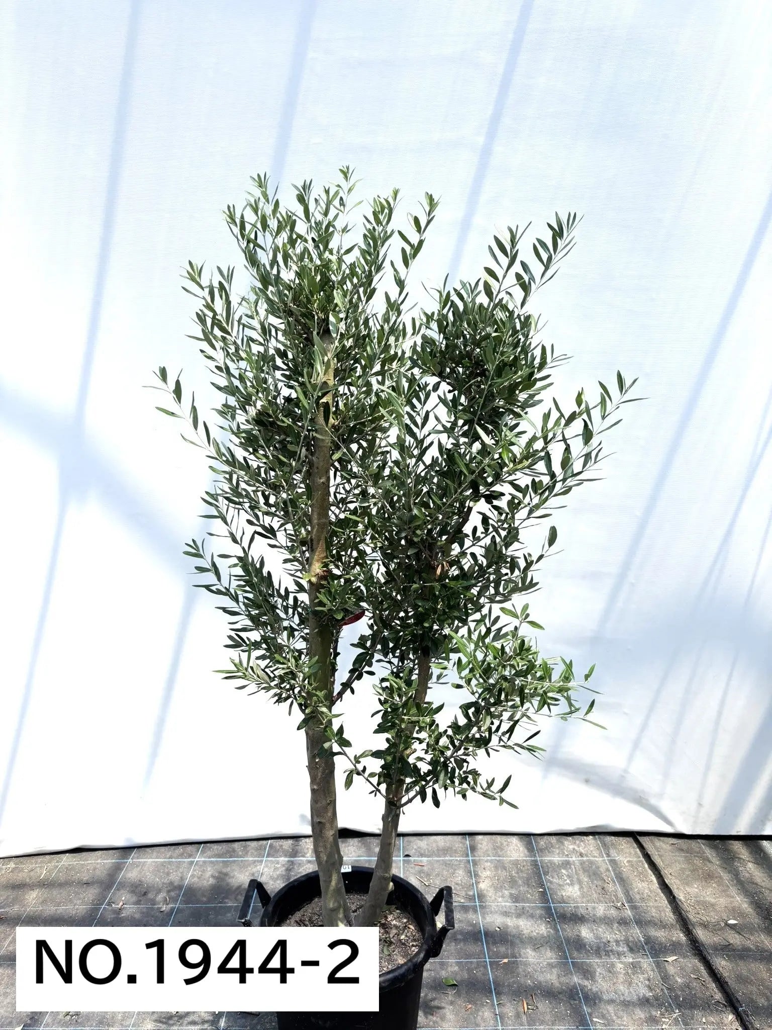 NEWシプレシーノ（オリーブの木）｜大型商品｜NO.1944｜約170cm｜人気