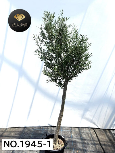 【法人限定】シプレシーノ（オリーブの木） XL｜約210cm｜No.1945｜初心者・シンボルツリー向け 株式会社鶴亀園