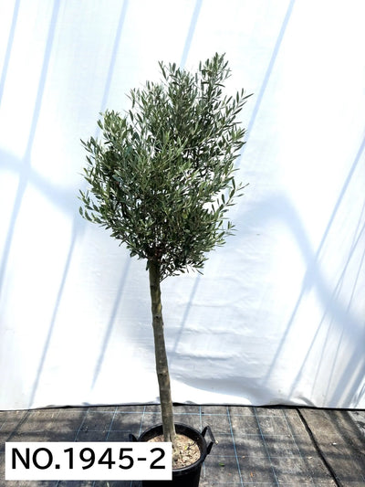 【法人限定】シプレシーノ（オリーブの木） XL｜約200cm｜No.1946｜初心者・シンボルツリー向け 株式会社鶴亀園