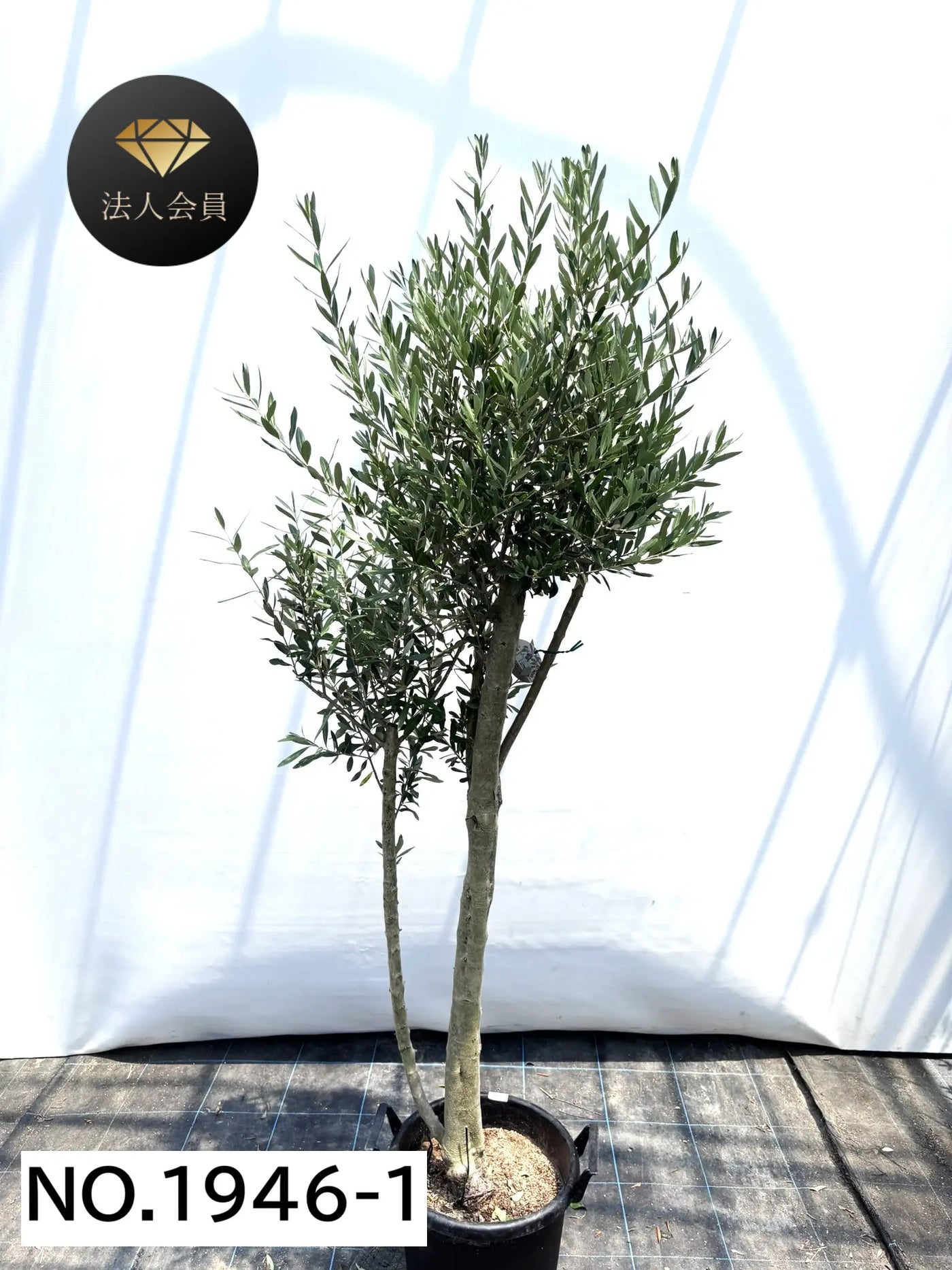 【法人限定】シプレシーノ（オリーブの木） XL｜約200cm｜No.1946｜初心者・シンボルツリー向け 株式会社鶴亀園