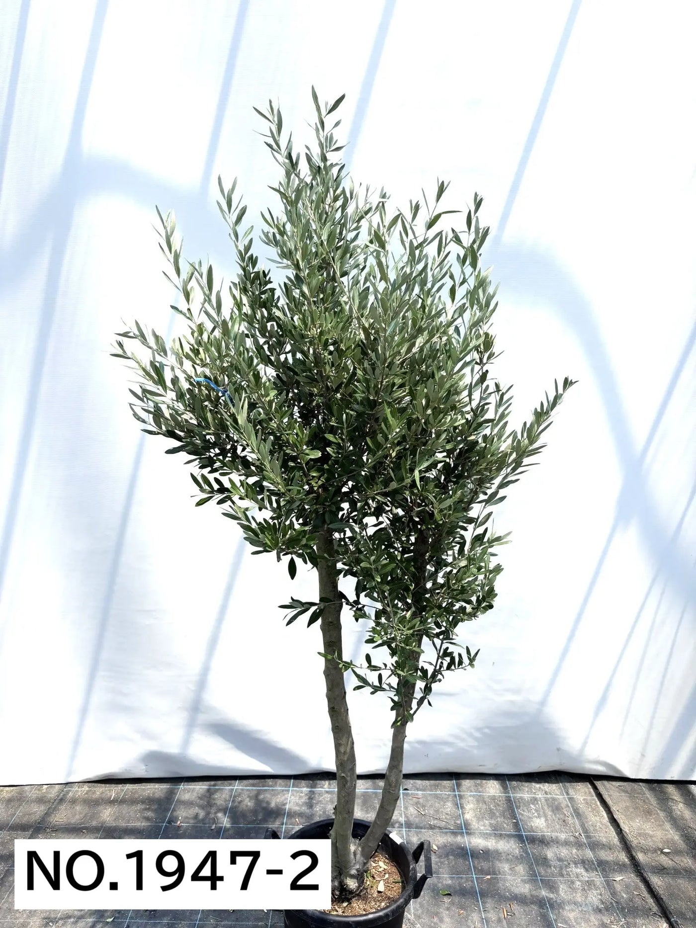 【法人限定】シプレシーノ（オリーブの木） XL｜約200cm｜No.1947｜初心者・シンボルツリー向け 株式会社鶴亀園