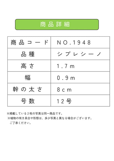 NEW【人気・初心者向き・シンボル向き】シプレシーノ（オリーブの木）〈大型商品〉｜約170cm｜XLサイズ｜No.1948 株式会社鶴亀園