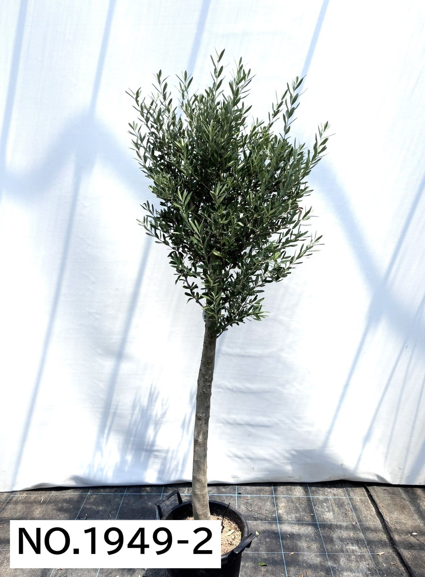 【法人限定】シプレシーノ（オリーブの木） XL｜約200cm｜No.1949｜初心者・シンボルツリー向け (コピー) 株式会社鶴亀園