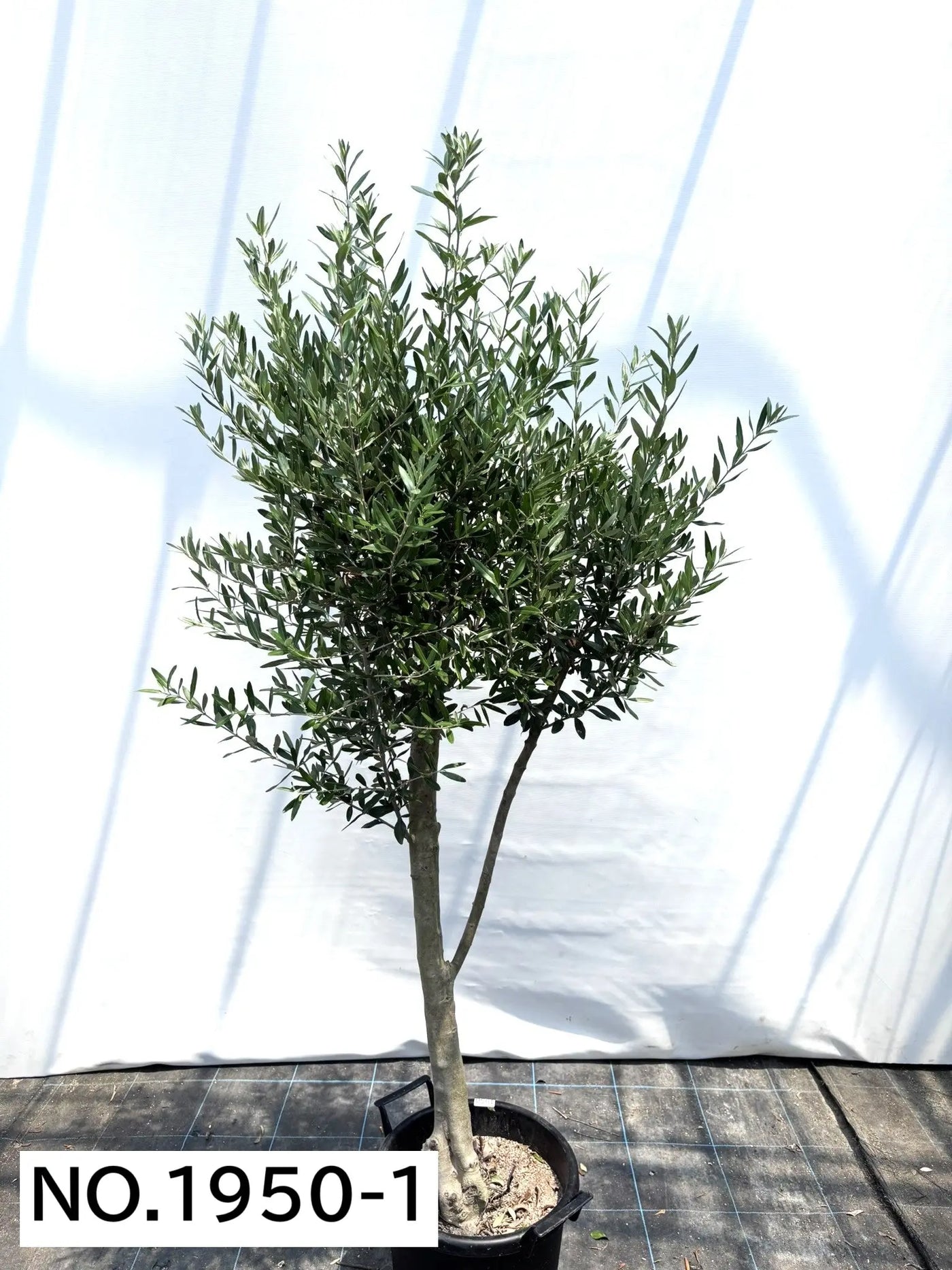 NEW【人気・初心者向き・シンボル向き】シプレシーノ（オリーブの木）〈大型商品〉｜約190cm｜XLサイズ｜No.1950 株式会社鶴亀園