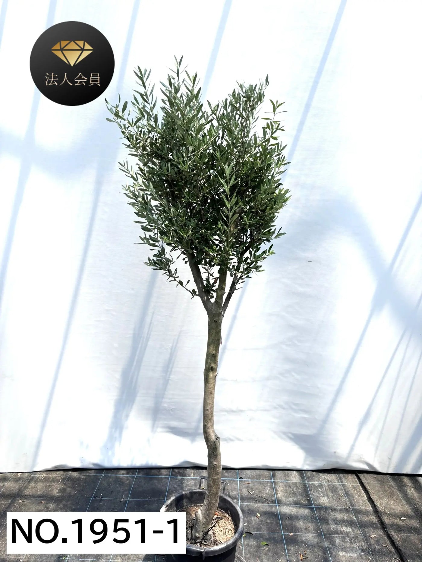 【法人限定】シプレシーノ（オリーブの木） XL｜約200cm｜No.1951｜初心者・シンボルツリー向け 株式会社鶴亀園