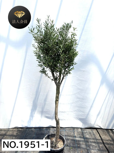 【法人限定】シプレシーノ（オリーブの木） XL｜約200cm｜No.1951｜初心者・シンボルツリー向け 株式会社鶴亀園