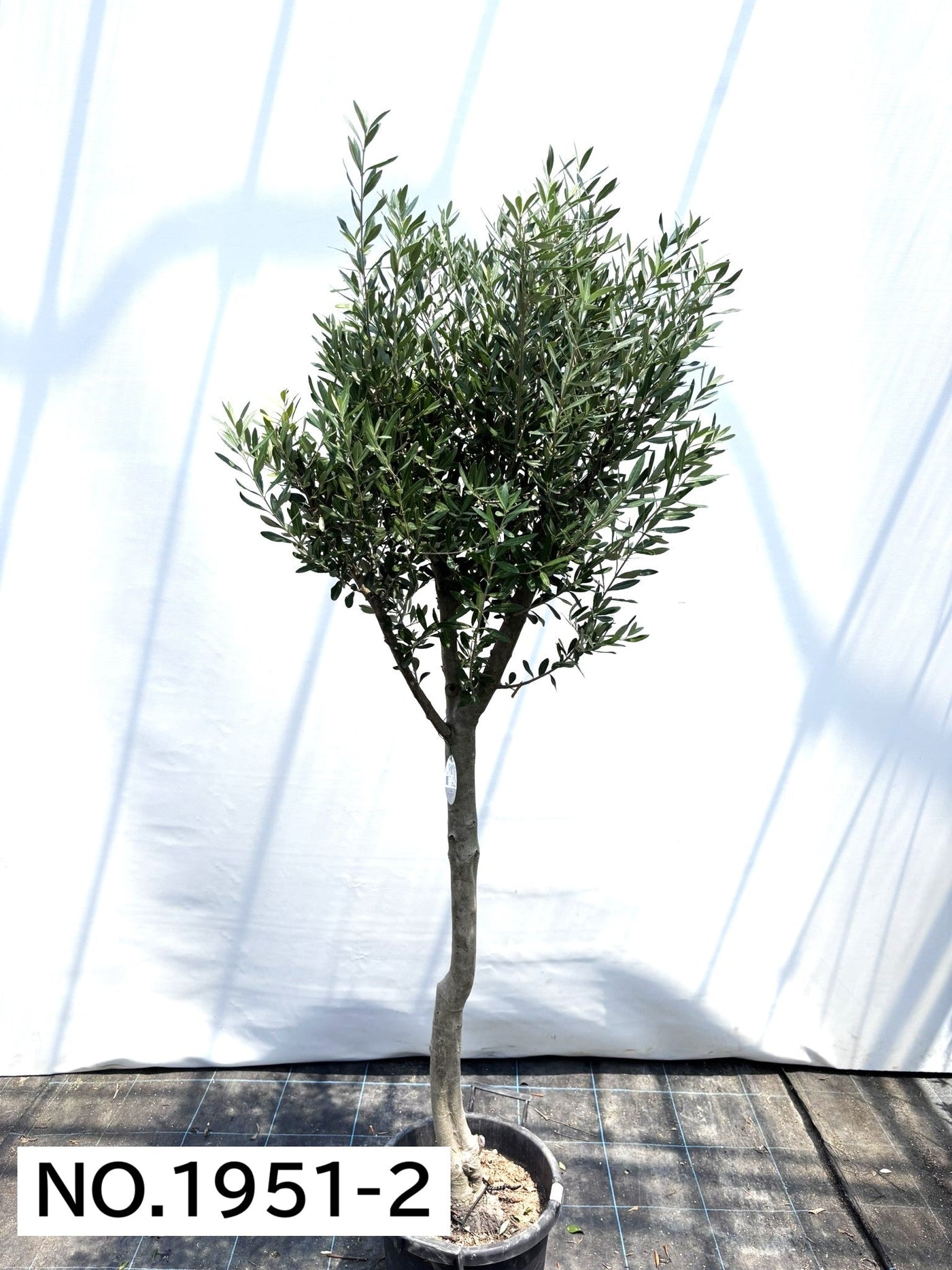 【法人限定】シプレシーノ（オリーブの木） XL｜約200cm｜No.1952｜初心者・シンボルツリー向け (コピー) (コピー) (コピー) 株式会社鶴亀園
