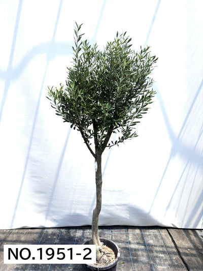 【法人限定】シプレシーノ（オリーブの木） XL｜約200cm｜No.1952｜初心者・シンボルツリー向け (コピー) (コピー) (コピー) 株式会社鶴亀園