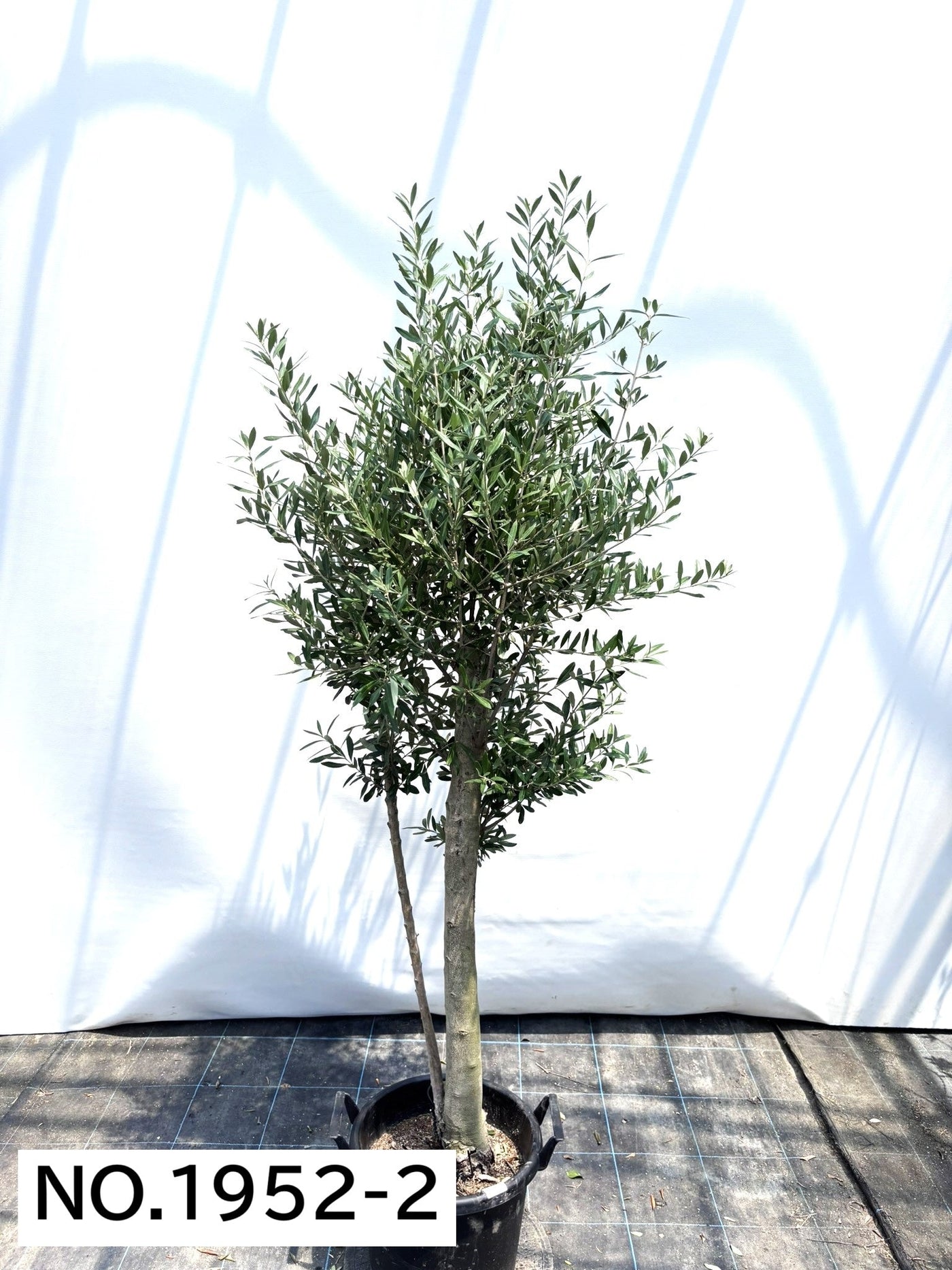 【法人限定】シプレシーノ（オリーブの木） XL｜約200cm｜No.1952｜初心者・シンボルツリー向け (コピー) (コピー) (コピー) 株式会社鶴亀園
