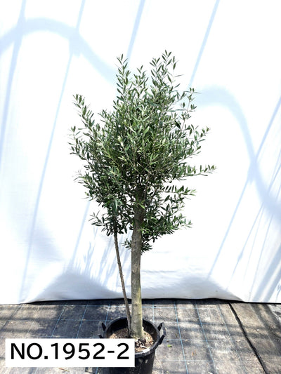 【法人限定】シプレシーノ（オリーブの木） XL｜約200cm｜No.1952｜初心者・シンボルツリー向け (コピー) (コピー) (コピー) 株式会社鶴亀園