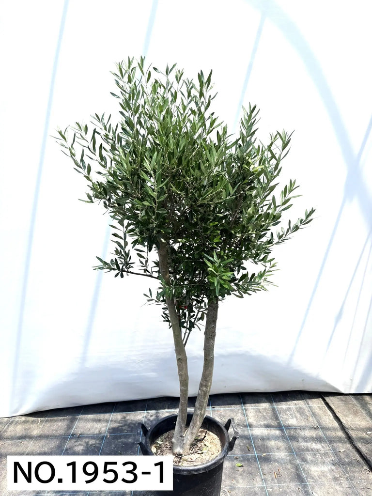 NEWシプレシーノ（オリーブの木）｜大型商品｜NO.1953｜約170cm