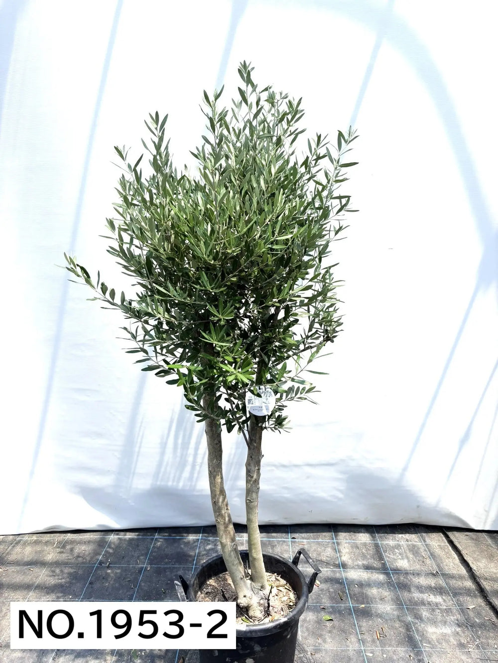 オリーブの木（全商品）｜写真の木をそのままお届け［現品販売］｜鶴亀