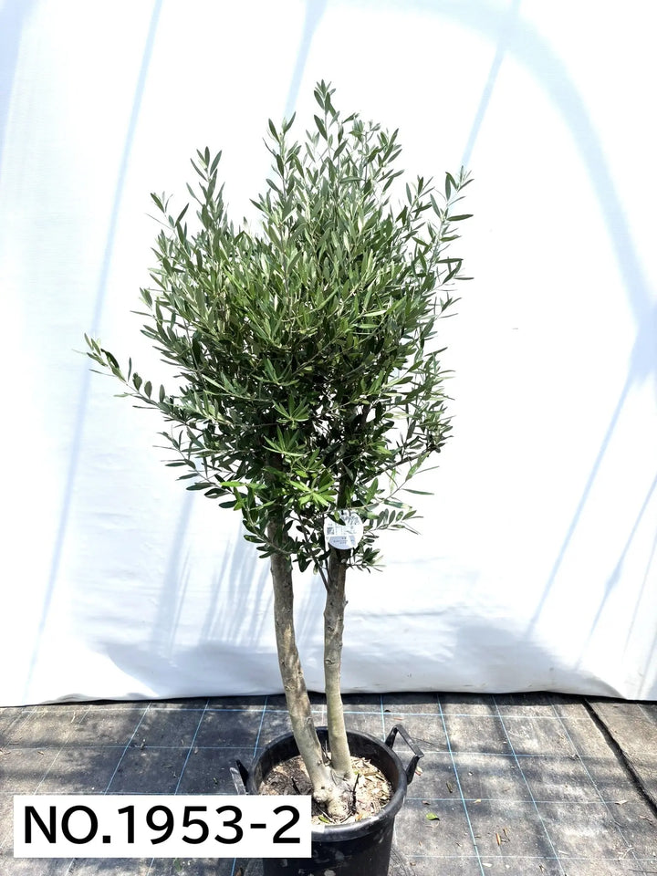 NEWシプレシーノ（オリーブの木）｜大型商品｜NO.1953｜約170cm｜人気