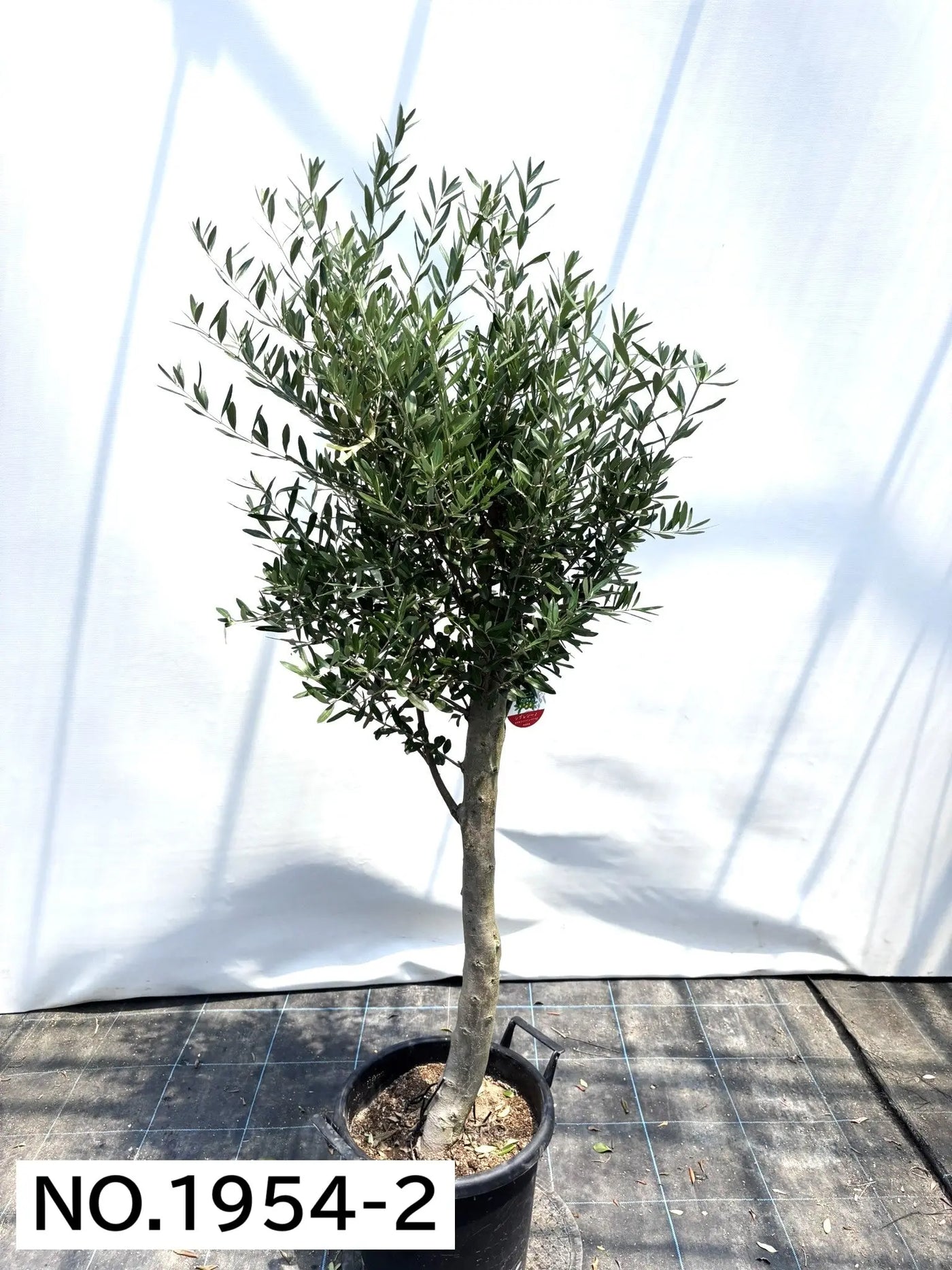 NEW【人気・初心者向き・シンボル向き】シプレシーノ（オリーブの木）〈大型商品〉｜約170cm｜XLサイズ｜No.1954 株式会社鶴亀園