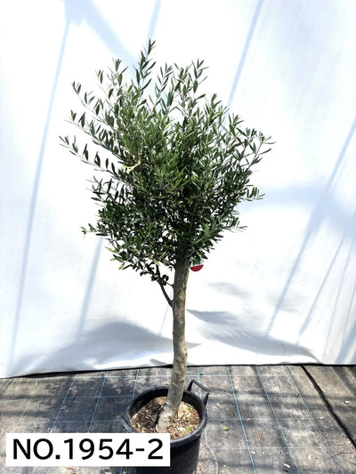 NEW【人気・初心者向き・シンボル向き】シプレシーノ（オリーブの木）〈大型商品〉｜約170cm｜XLサイズ｜No.1954 株式会社鶴亀園