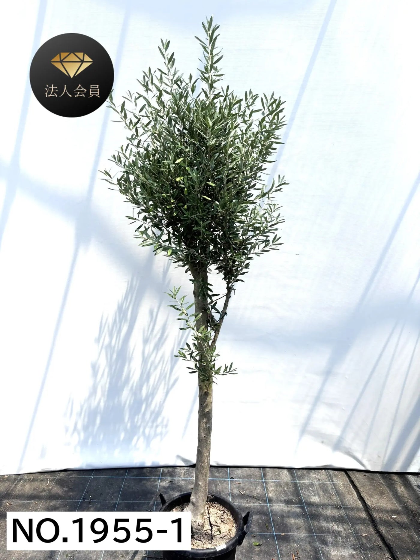 【法人限定】シプレシーノ（オリーブの木） XL｜約220cm｜No.1955｜初心者・シンボルツリー向け 株式会社鶴亀園