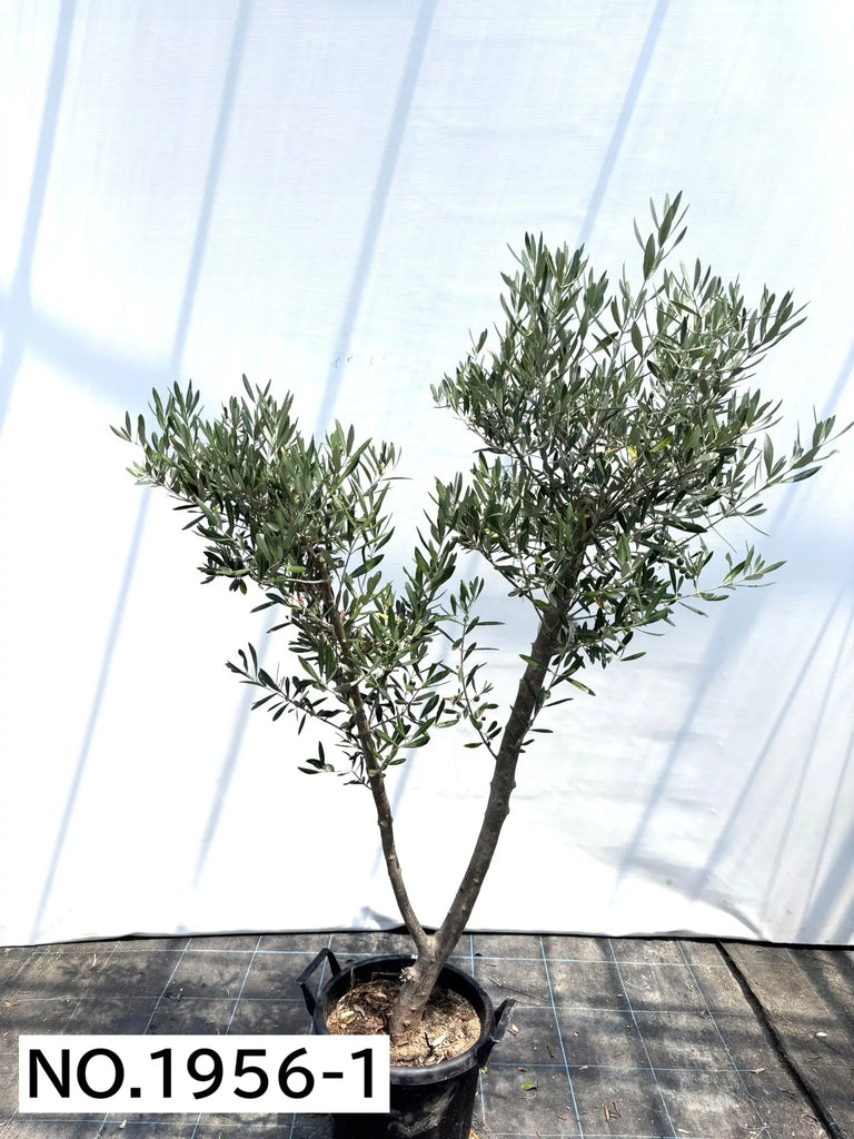 NEWミッション（オリーブの木）｜大型商品｜NO.1956 ｜約170cm｜人気