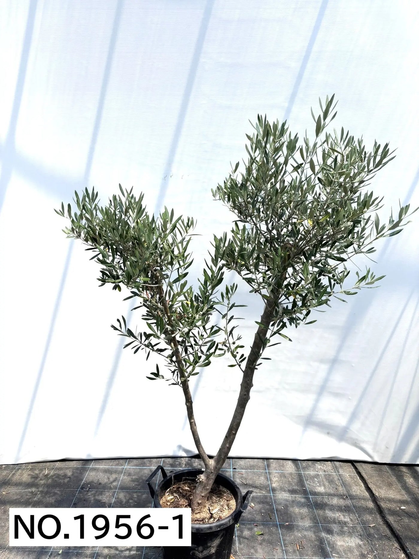 NEW【人気・直立型】ミッション（オリーブの木）〈大型商品〉｜約170cm｜XLサイズ｜No.1956 株式会社鶴亀園