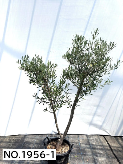 NEW【人気・直立型】ミッション（オリーブの木）〈大型商品〉｜約170cm｜XLサイズ｜No.1956 株式会社鶴亀園