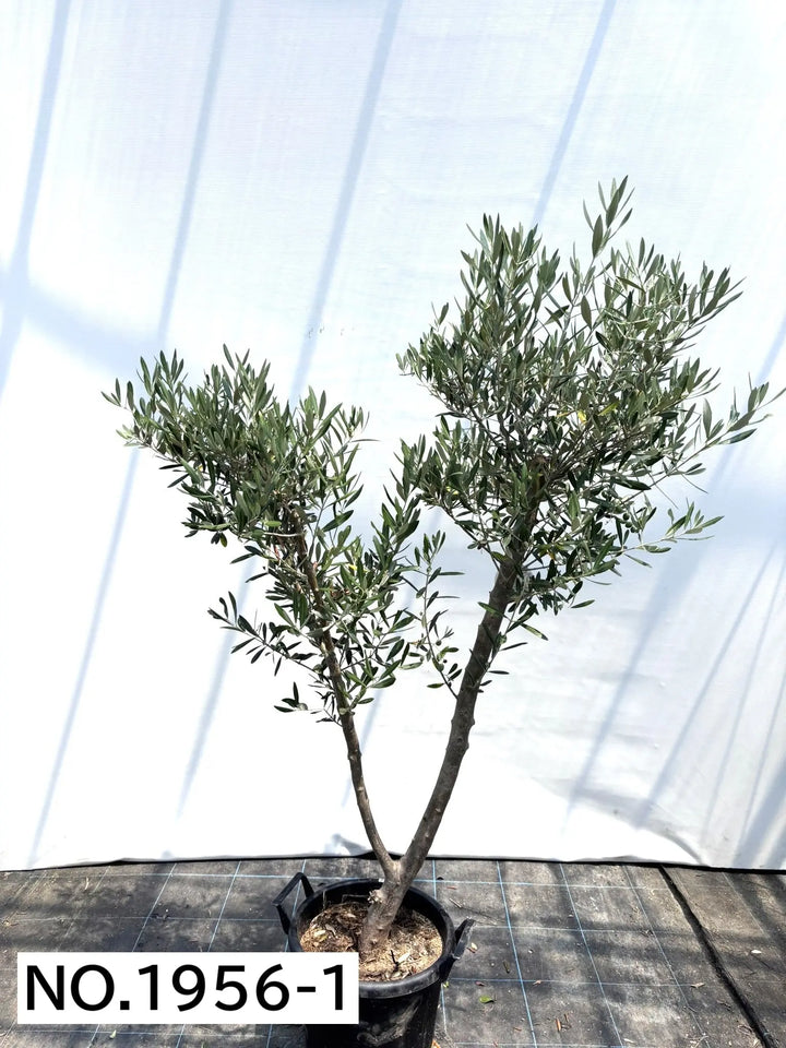 NEWミッション（オリーブの木）｜大型商品｜NO.1956 ｜約170cm｜人気