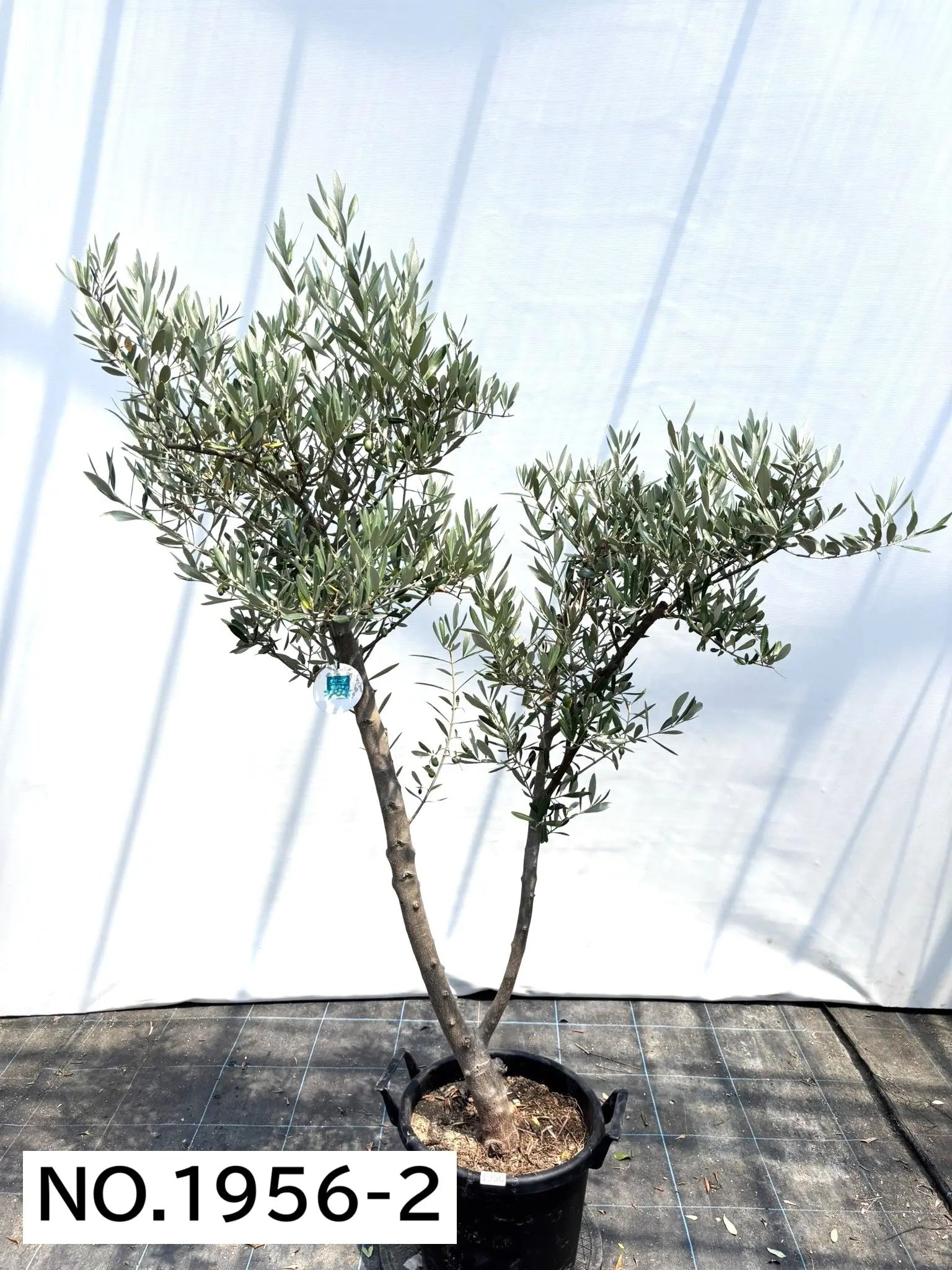 オリーブの木　ミッション　約170cm　NO.1956　大型　現品掲載　人気品種 NEWミッション（オリーブの木）｜大型商品｜NO.1956 ｜約170cm｜人気