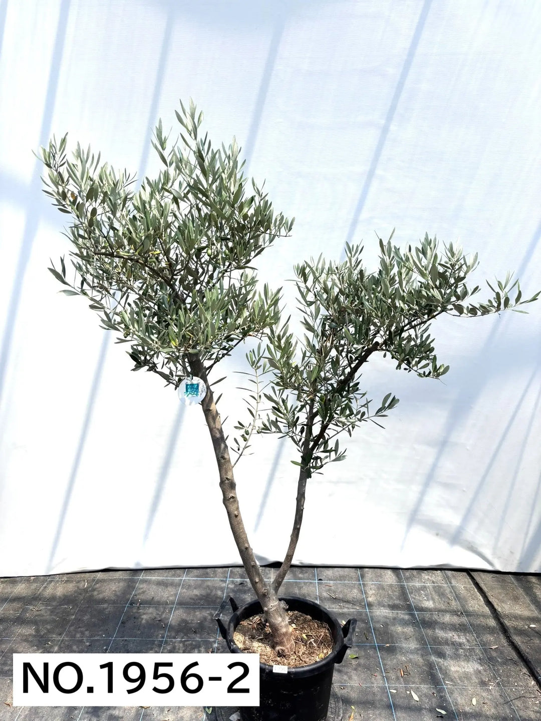 オリーブの木　ミッション　約170cm　NO.1956　大型　現品掲載　人気品種 NEWミッション（オリーブの木）｜大型商品｜NO.1956 ｜約170cm｜人気