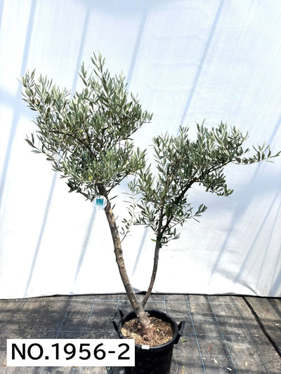 NEW【人気・直立型】ミッション（オリーブの木）〈大型商品〉｜約170cm｜XLサイズ｜No.1956 株式会社鶴亀園