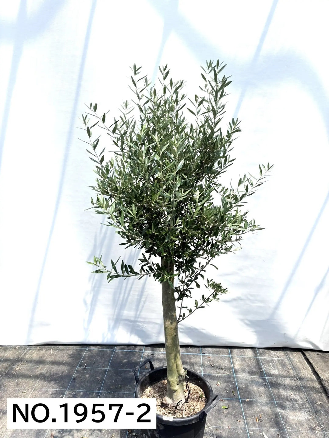 NEWシプレシーノ（オリーブの木）｜大型商品｜NO.1957｜約170cm