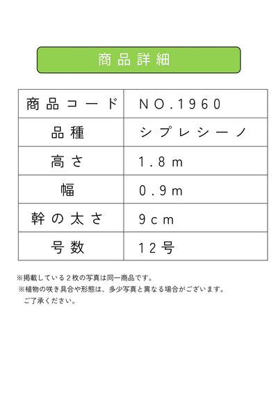 NEW【人気・初心者向き・シンボル向き】シプレシーノ（オリーブの木）〈大型商品〉｜約180cm｜XLサイズ｜No.1960 株式会社鶴亀園