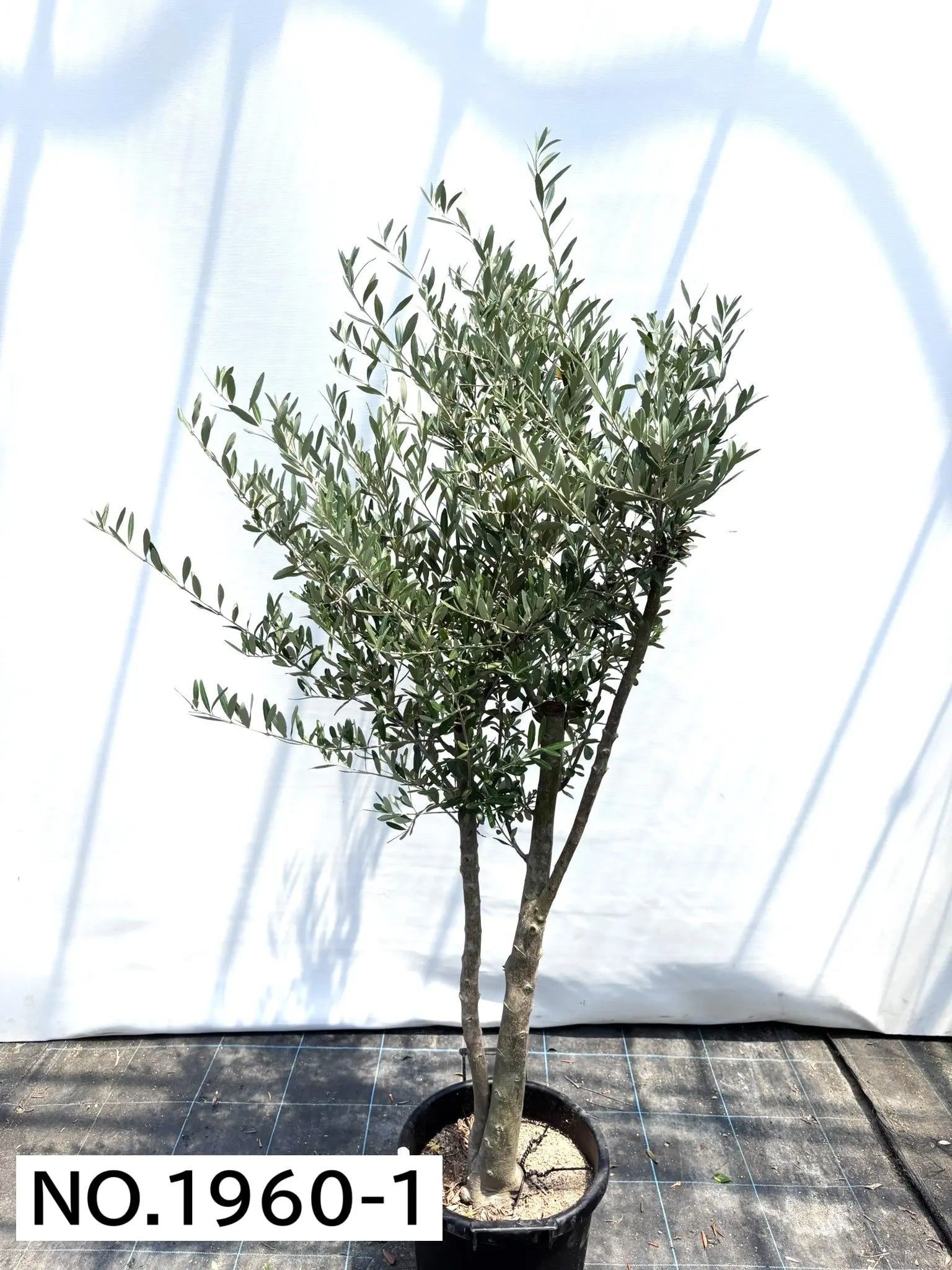 ✨ ⭐oliveの木⭐✨ 風格ある古木オリーブ - 株式会社鶴亀園