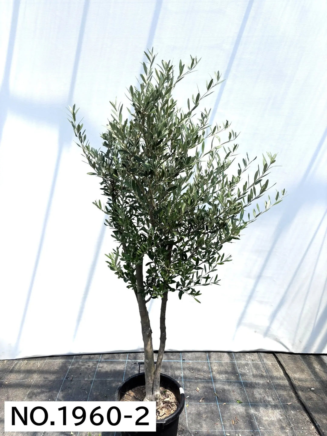 人気・初心者向き・シンボル向き】シプレシーノ（オリーブの木）〈大型