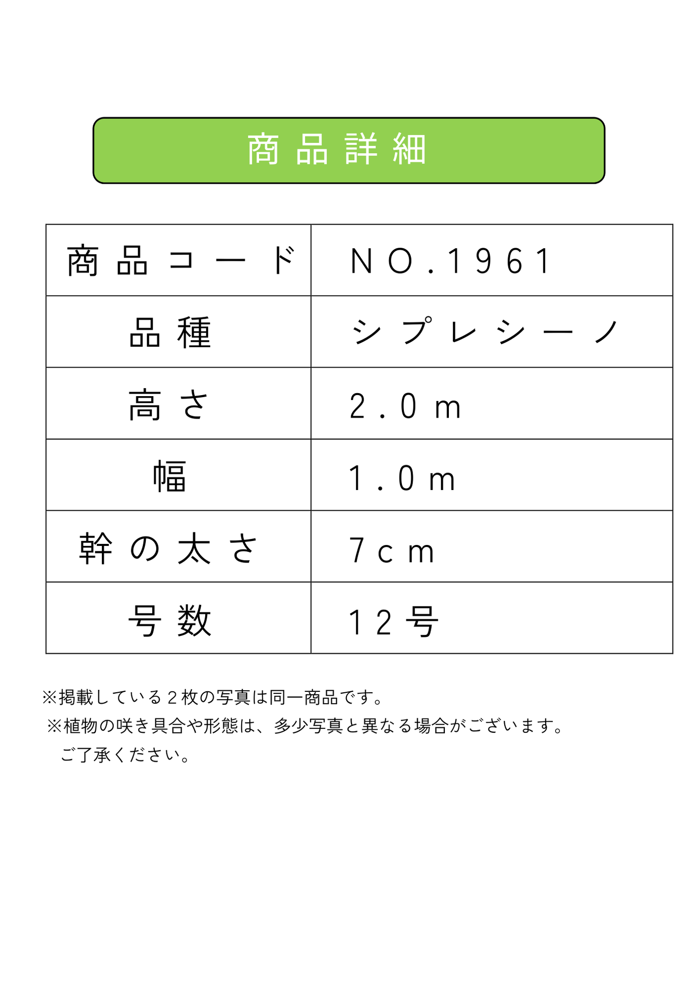 【法人限定】シプレシーノ（オリーブの木） XL｜約200cm｜No.1961｜初心者・シンボルツリー向け (コピー) (コピー) (コピー) (コピー) (コピー) 株式会社鶴亀園