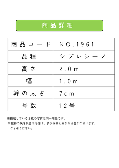 【法人限定】シプレシーノ（オリーブの木） XL｜約200cm｜No.1961｜初心者・シンボルツリー向け (コピー) (コピー) (コピー) (コピー) (コピー) 株式会社鶴亀園