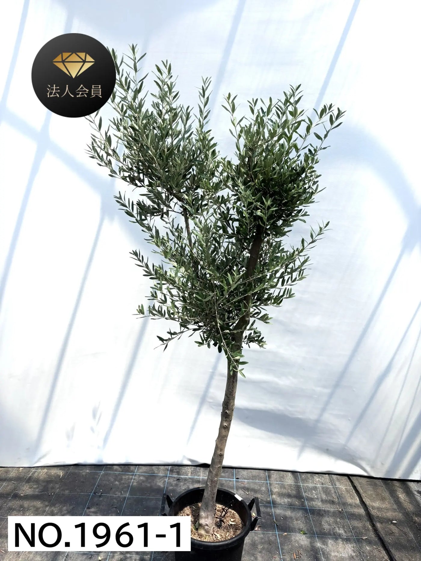【法人限定】シプレシーノ（オリーブの木） XL｜約200cm｜No.1961｜初心者・シンボルツリー向け 株式会社鶴亀園