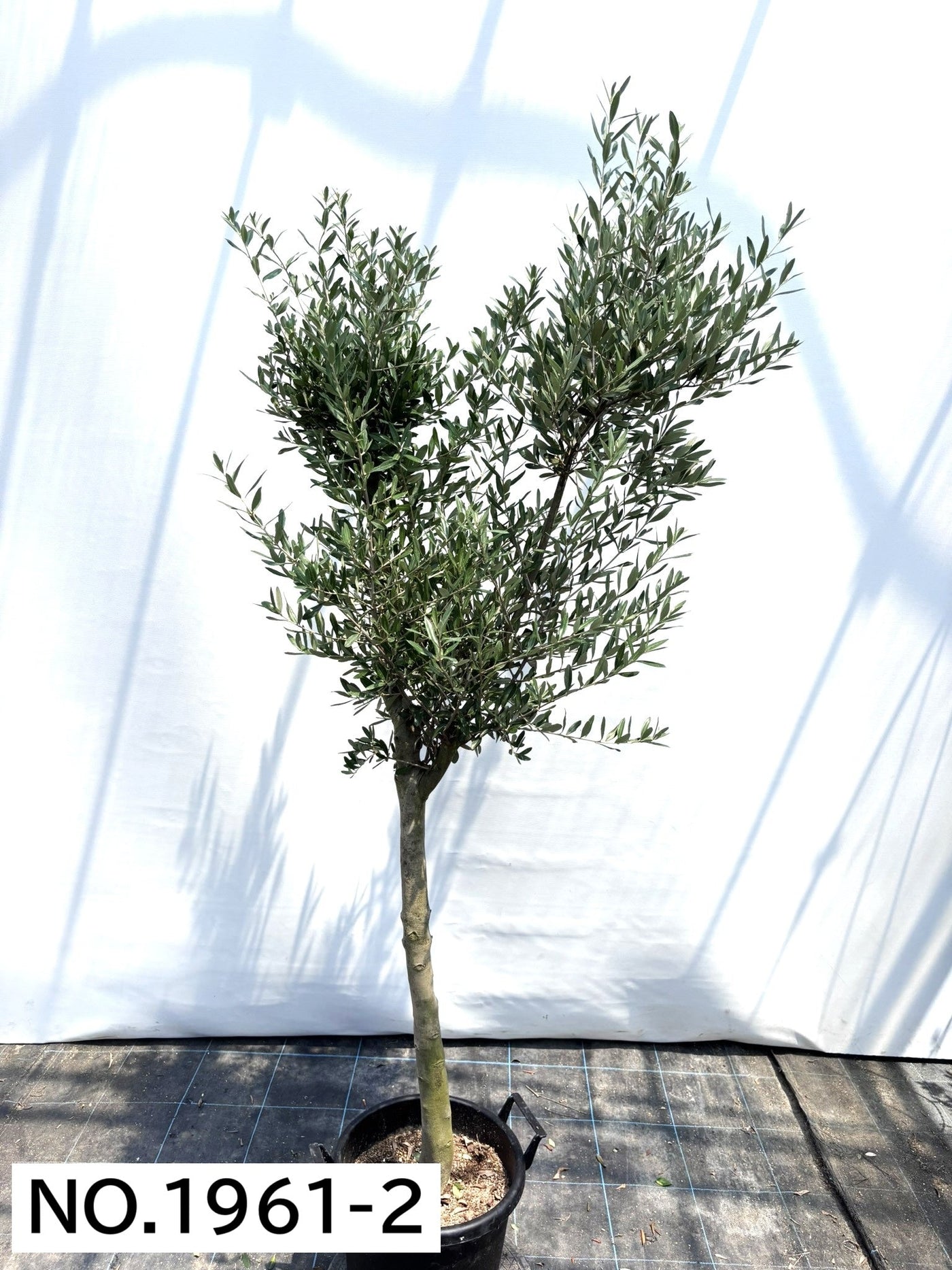 【法人限定】シプレシーノ（オリーブの木） XL｜約200cm｜No.1961｜初心者・シンボルツリー向け (コピー) (コピー) (コピー) (コピー) (コピー) 株式会社鶴亀園