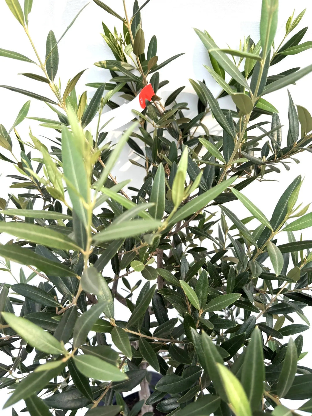 ひなかぜ（オリーブの木）｜Mサイズ｜K-202｜約130cm｜初心者向き