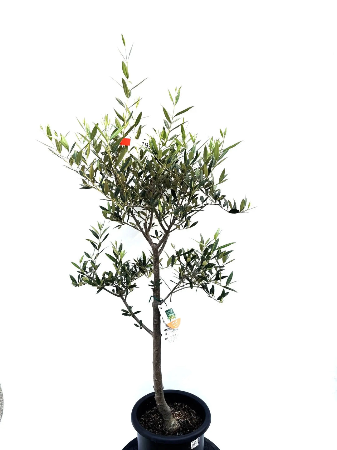 オリーブの木　ひなかぜ　8号　約130cm　K-225　現品掲載 ひなかぜ（オリーブの木）｜Mサイズ｜K-202｜約130cm｜初心者向き