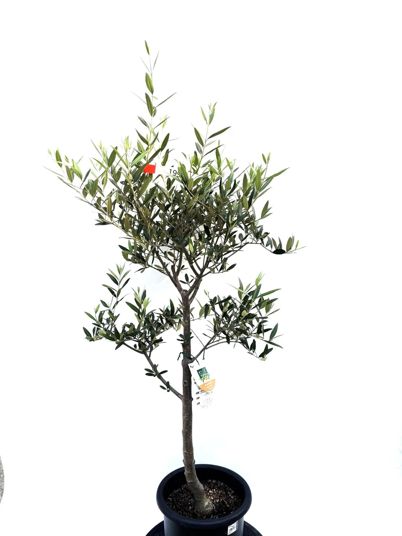 NEWひなかぜ（オリーブの木）｜Mサイズ｜K-202｜約130cm｜初心者向き・目隠し・直立型｜ 株式会社鶴亀園