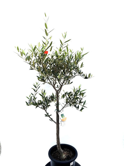NEWひなかぜ（オリーブの木）｜Mサイズ｜K-202｜約130cm｜初心者向き・目隠し・直立型｜ 株式会社鶴亀園