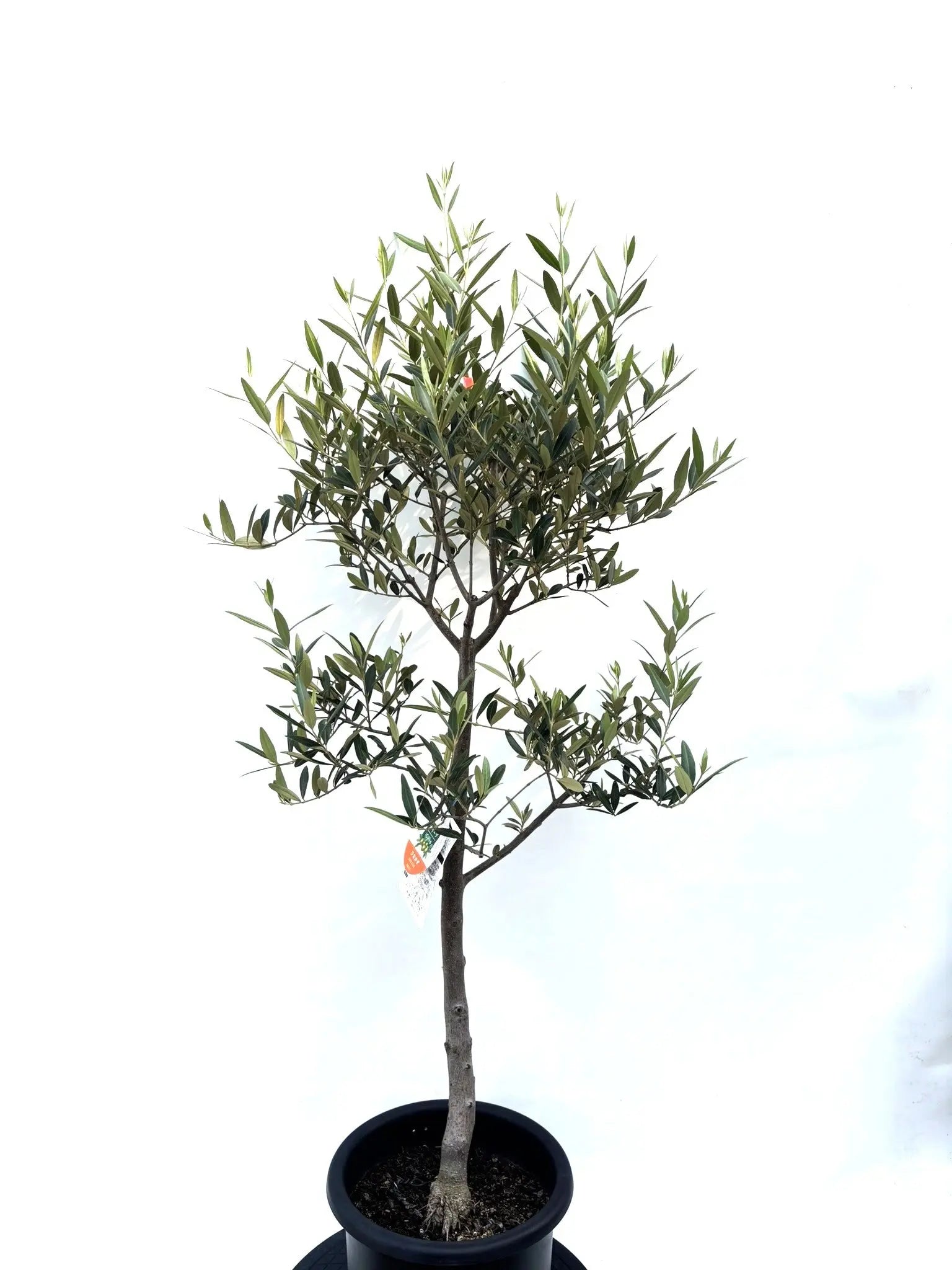 オリーブの木　ひなかぜ　8号　約130cm　K-202　現品掲載 ひなかぜ（オリーブの木）｜Mサイズ｜K-202｜約130cm｜初心者向き