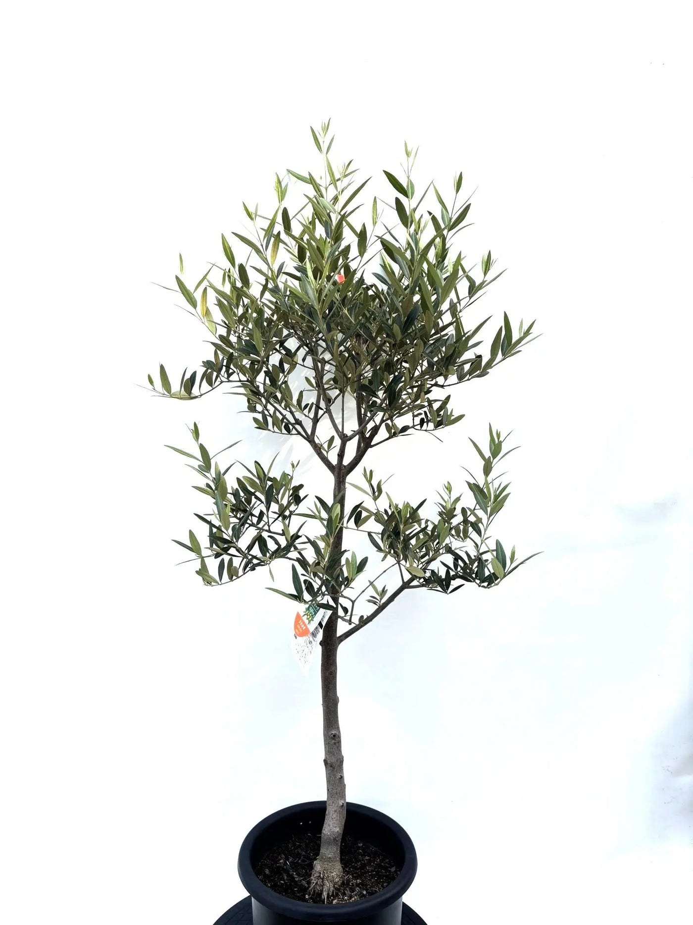 NEWひなかぜ（オリーブの木）｜Mサイズ｜K-202｜約130cm｜初心者向き・目隠し・直立型｜ 株式会社鶴亀園