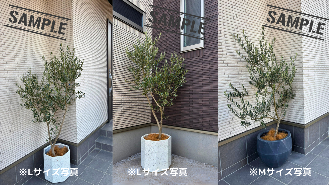 NEWホジブランコ（オリーブの木）｜Mサイズ｜K-352｜約140cm｜人気