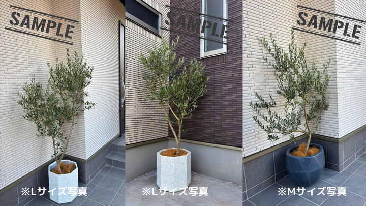 NEWシプレシーノ（オリーブの木）｜Lサイズ｜K-355｜約170cm｜人気