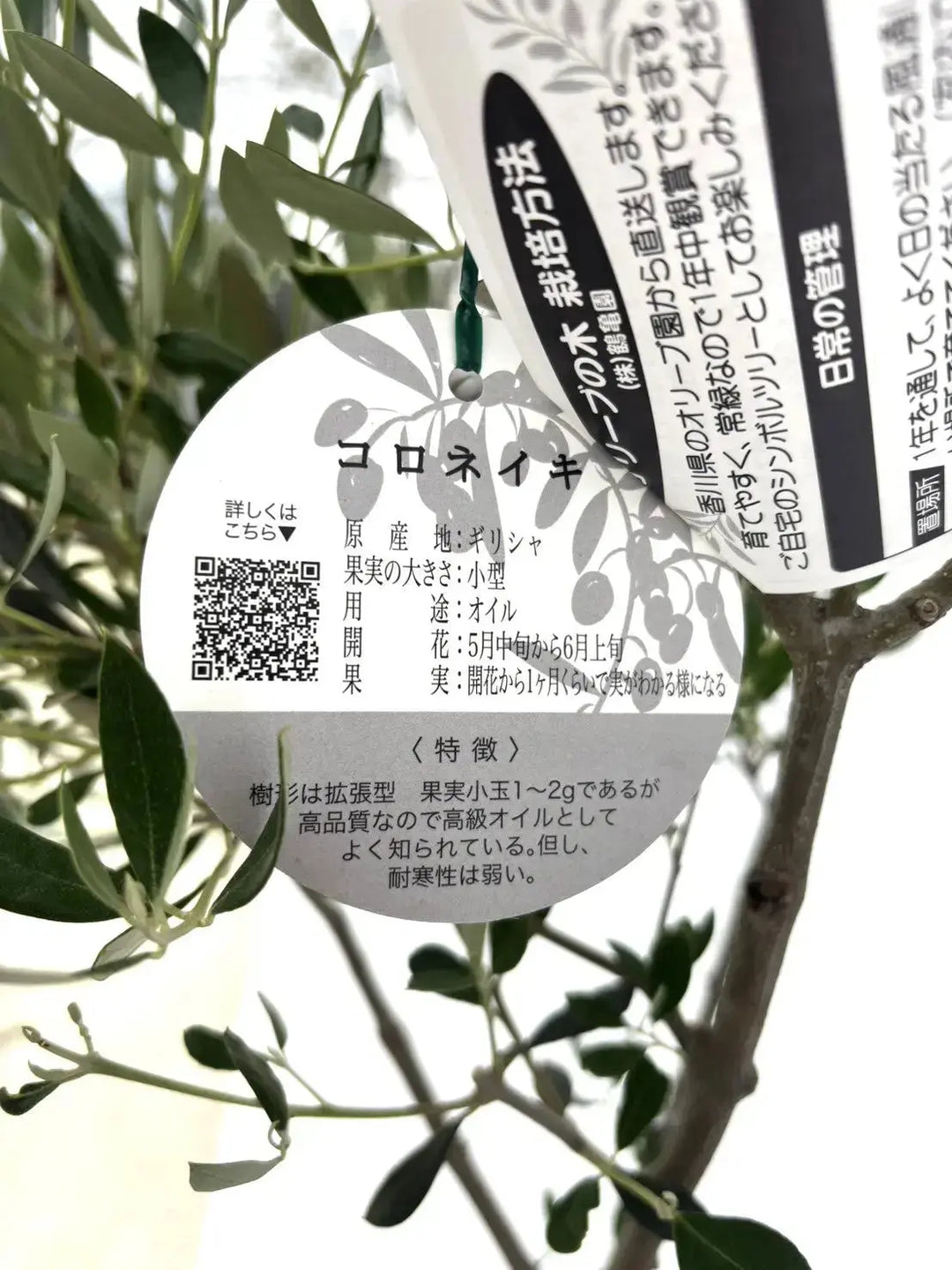 オイル用・小実】コロネイキ（オリーブの木）〈開帳型〉｜110cm｜S