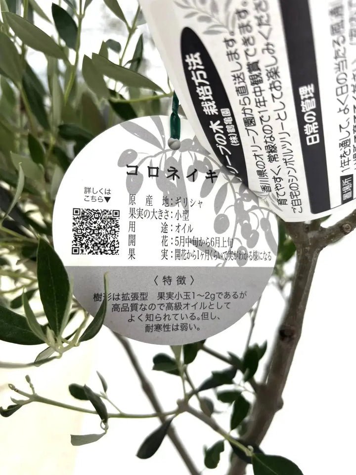 オイル用・小実】コロネイキ（オリーブの木）〈開帳型〉｜120cm｜S