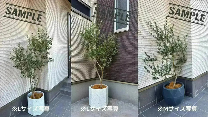 NEWピクアル（オリーブの木）｜Sサイズ｜NO.10717｜約120cm｜人気・銀